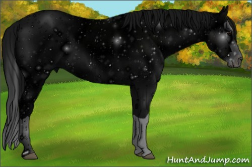 Horse Color: ERROR: UNKNOWN ANOMALY