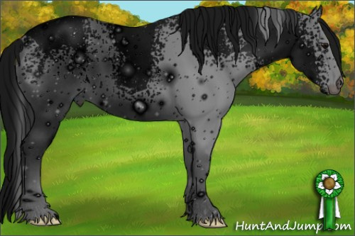 Horse Color: ERROR: UNKNOWN ANOMALY
