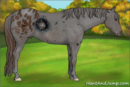 Horse Color: ERROR: UNKNOWN ANOMALY