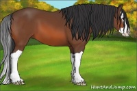 Horse Color:Bay Splash 