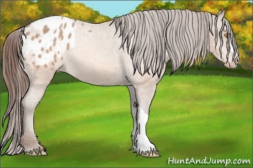 Horse Color: Amber Champagne Blanket 