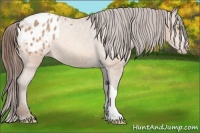 Horse Color:Amber Champagne Appaloosa 