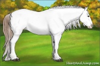 Horse Color:Chestnut Appaloosa 