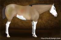 Horse Color:Buckskin Splash 