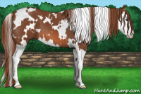 Horse Color:White Spotted Liver Chestnut Splash 