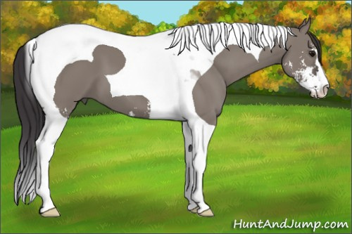 Horse Color: Smoky Grullo Sabino Tobiano 