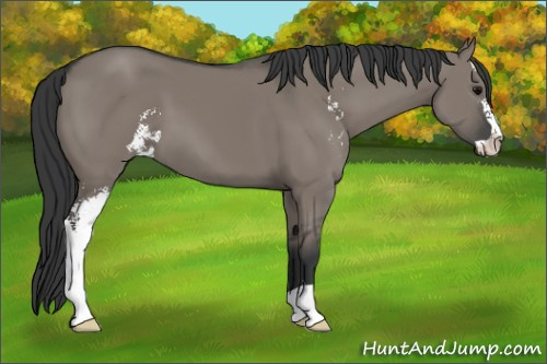 Horse Color: Brown Dun Sabino 