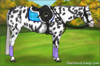 Horse Color:White Spotted Brown Appaloosa 