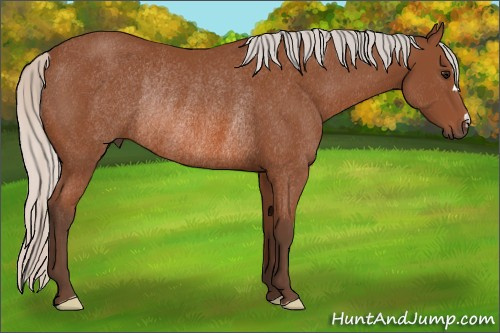 Horse Color: Silver Bay Rabicano 