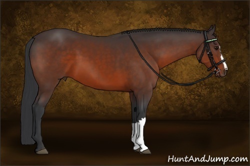 Horse Color: Bay 