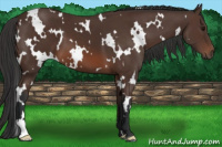 Horse Color:White Spotted Brown 