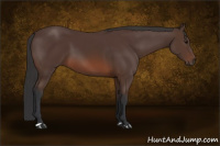 Horse Color:Brown 