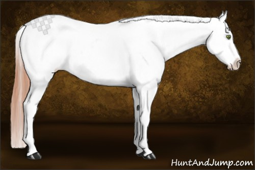 Horse Color:Amber Champagne Roan Dun Frame Appaloosa Rabicano 