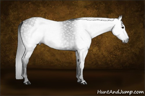 Horse Color:Gray Black 