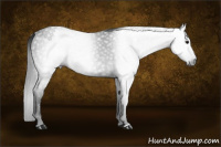 Horse Color:Gray Black 