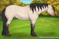 Horse Color:Bay Roan Dun 