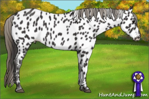 Horse Color: Smoky Black Leopard 