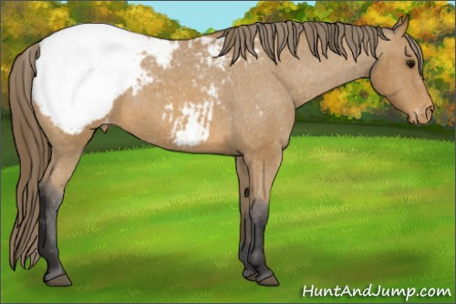 Horse Color: Buckskin Snowcap 