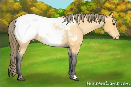 Horse Color: Buckskin Snowcap 