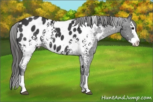 Horse Color: White Spotted Black Splash Blanket 