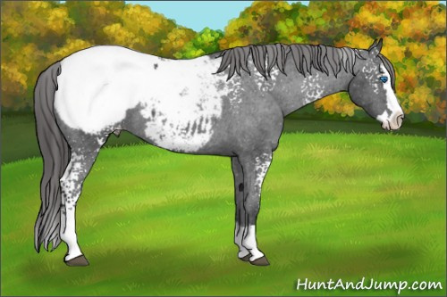 Horse Color: White Spotted Brown Splash Snowcap 