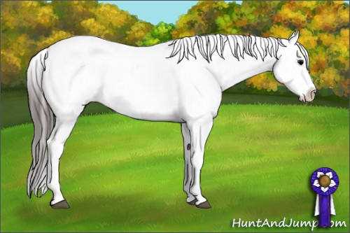 Horse Color: White Spotted Black Snowflake Varnish