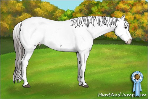Horse Color: White Spotted Brown Snowcap 