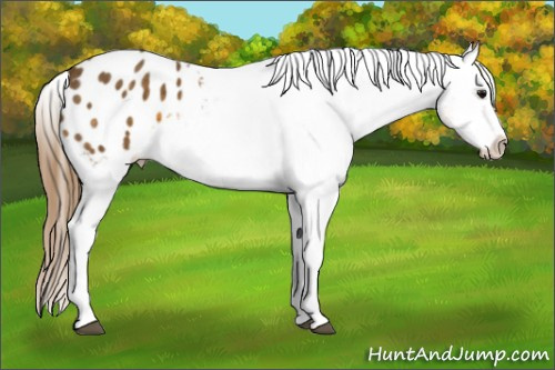 Horse Color: White Spotted Buckskin Splash Blanket 