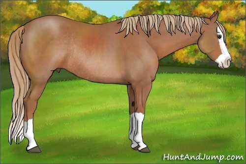 Horse Color: Chestnut Splash Rabicano 