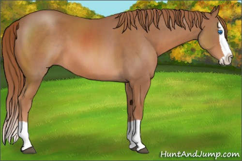 Horse Color: Liver Chestnut Splash 