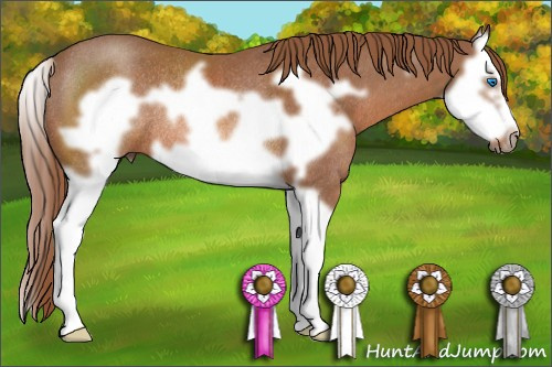 Horse Color: Liver Chestnut Splash Frame Rabicano 