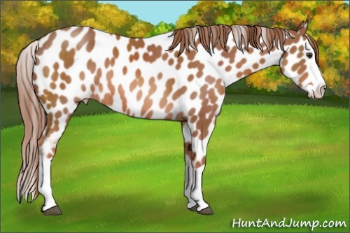 Horse Color: Liver Chestnut Splash Leopard Rabicano 