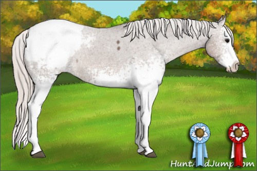 Horse Color: White Spotted Silver Black Splash Snowcap Rabicano 