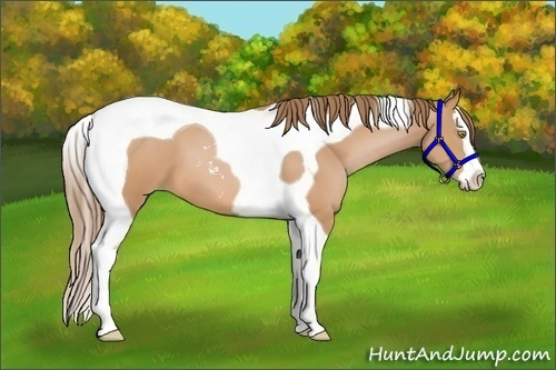 Horse Color: Bay Pearl Sabino Splash Tobiano 