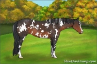 Horse Color:White Spotted Brown Sabino