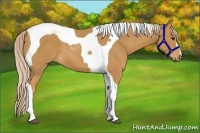 Horse Color:Palomino Tobiano 