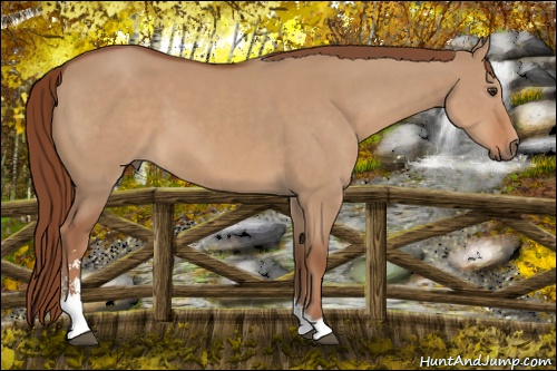 Horse Color: Red Dun Sabino 