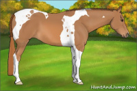 Horse Color:Chestnut Tobiano