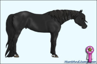 Horse Color:Gray Black 