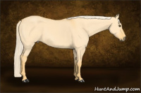 Horse Color:Palomino Dun