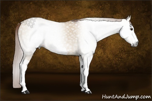 Horse Color:Gray Red Dun