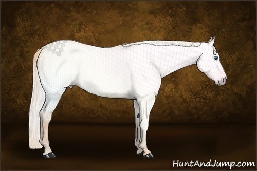 Horse Color:Gray Cremello Dun 