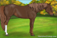 Horse Color:Gray Chestnut 