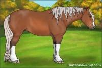 Horse Color:Silver Bay 