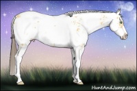 Horse Color:Amber Cream Champagne Sabino