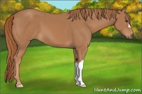 Horse Color:Chestnut 