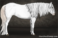 Horse Color:Chestnut Appaloosa 