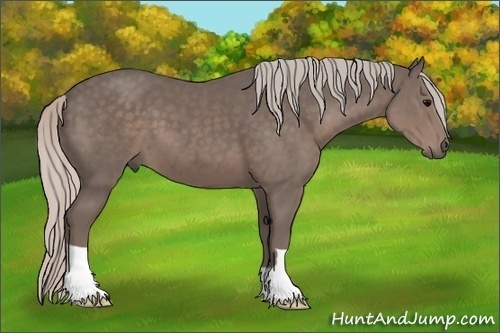 Horse Color: Silver Black 
