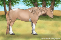 Horse Color:Liver Chestnut Pearl Tobiano