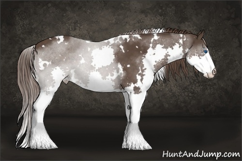 Horse Color: White Spotted Liver Chestnut Splash 